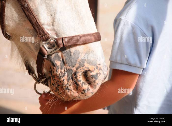 Horse with a mottled coat