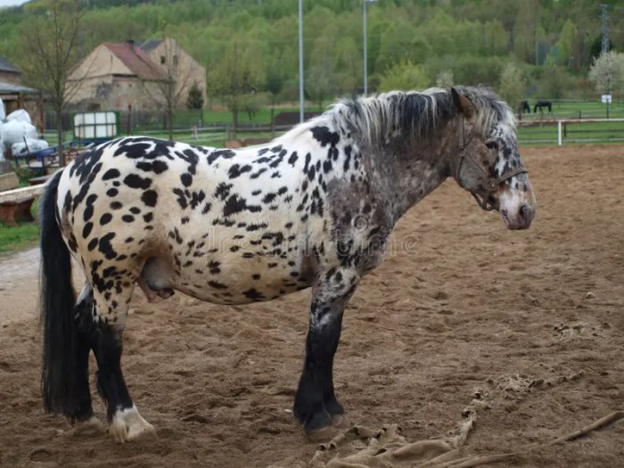 Horse with a mottled coat